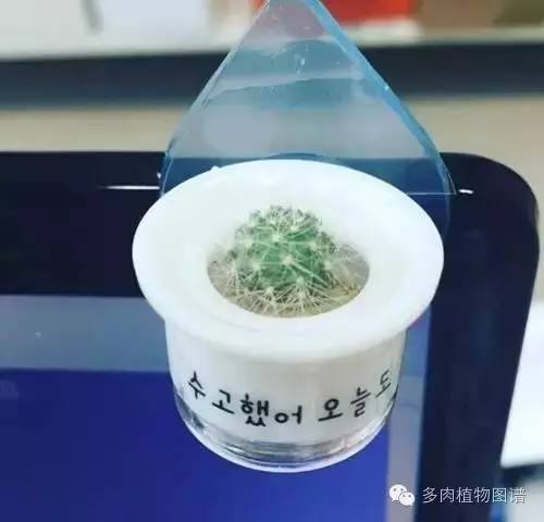 多肉植物韩国小芦荟,多肉花盆韩国拇指盆