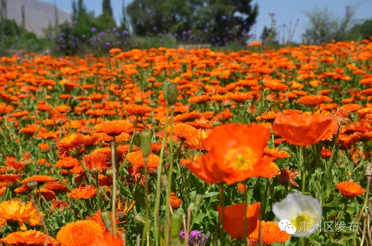 速递▏想参加金佛寺镇“花之海”观光旅游节暨第二届李广杏采摘节的友友们，节会最新进展情况在这里！