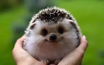 刺猬的刺刺人痛吗,刺猬的刺软的吗