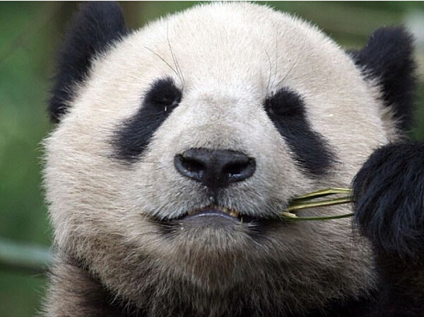 熊猫吃竹子为什么不用吐渣,熊猫吃竹子为什么不会割伤