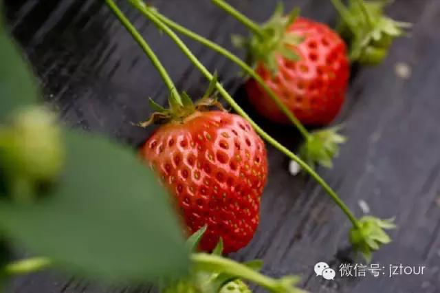 全国十大草莓节,草莓文化节开幕式