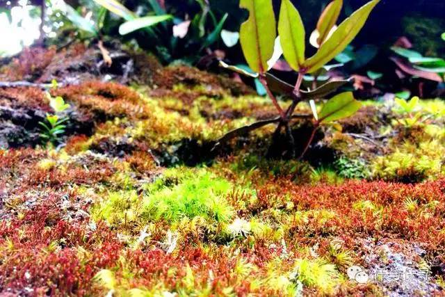 马来西亚pengerang旅游攻略,沙巴旅游自由行十大必去景点