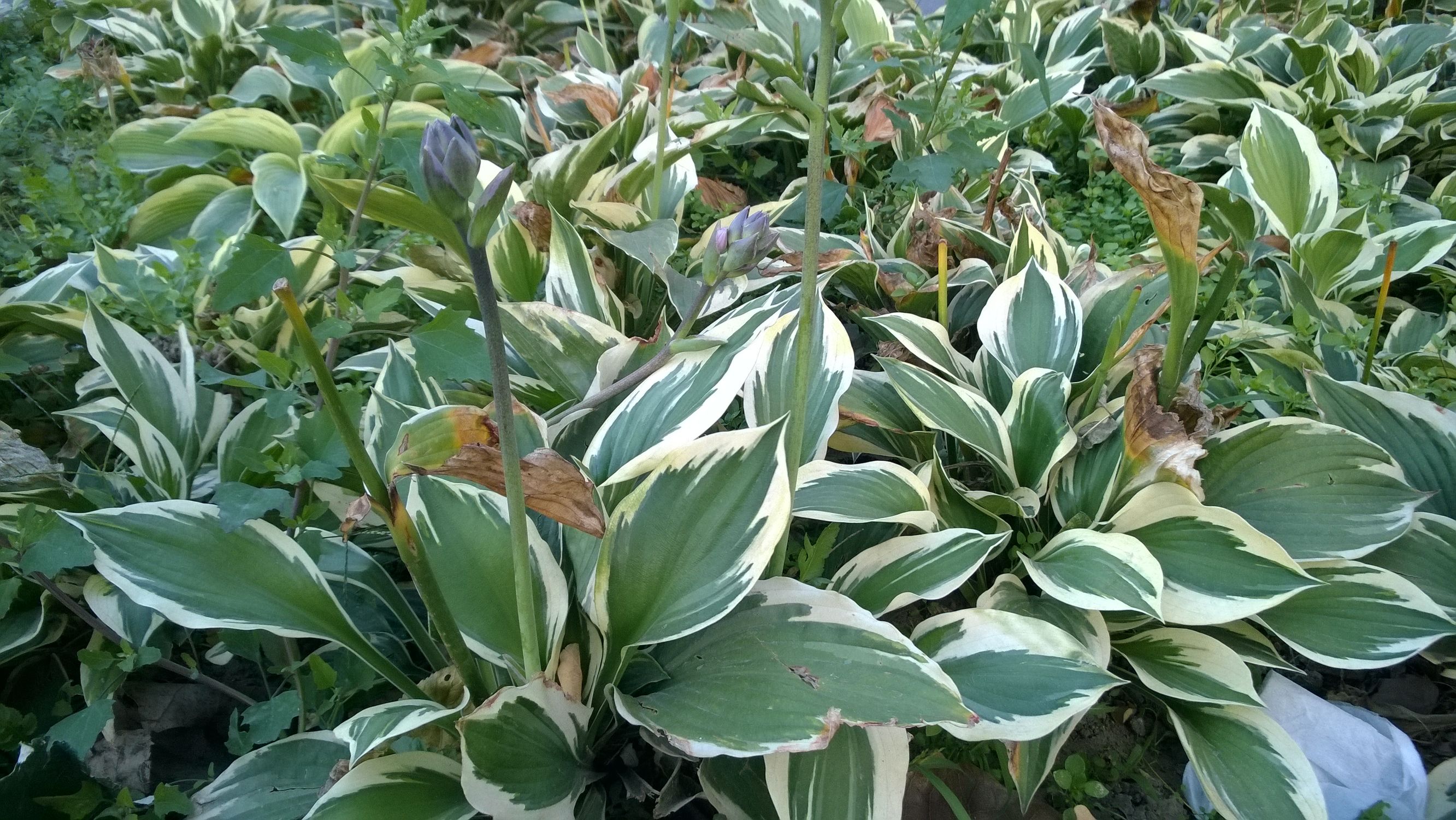 曾经的手机巨头诺基亚,体验经典之诺基亚lumia830