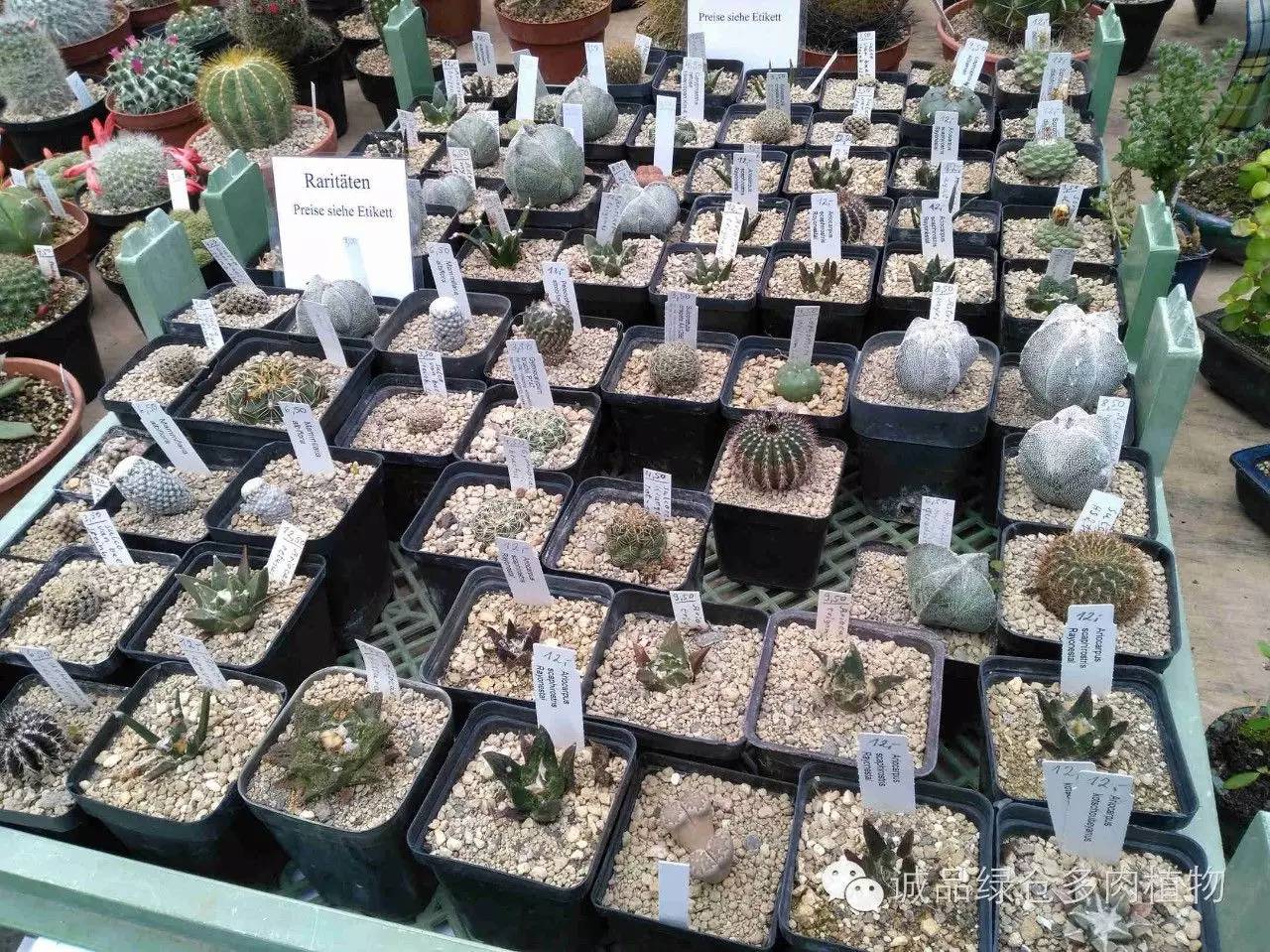 关于逛多肉市场,北方最大的多肉市场
