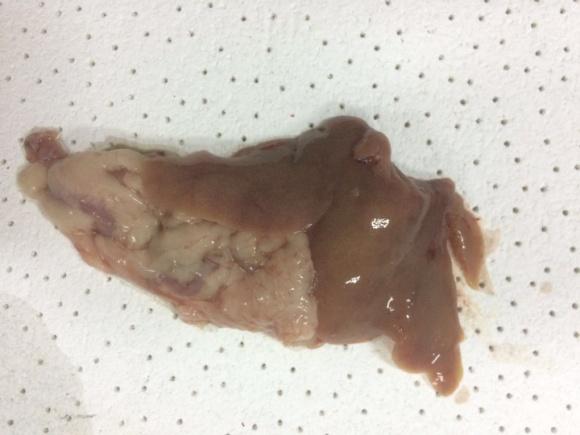 求助|饵料足、管理好，吃食等和正常石斑鱼无异，为什么我的石斑鱼就瘦如柴呢？