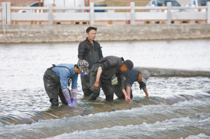 探秘洄游奇观首次使用高科技信标装备湟鱼洄游通道今年装上了“ETC”