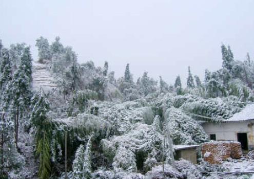 冻雨到底是什么样子,冻雨的成因是什么