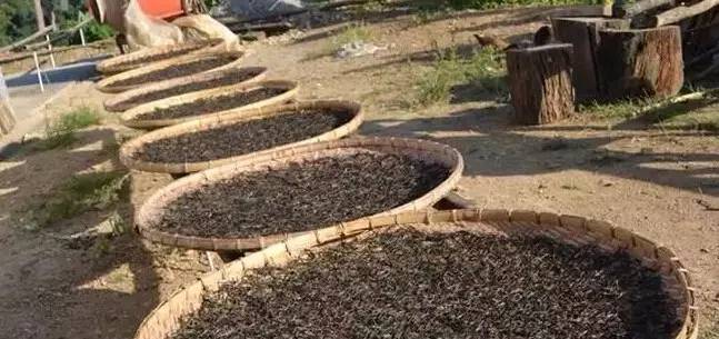 普洱生茶的加工技术视频,普洱生茶的加工过程