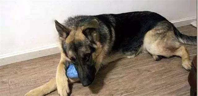 就因为主人买了一双拖鞋回来,这狗就疯了!