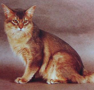 最便宜的宠物猫咪品种图片及价格,哪个品种的猫咪性格最好最温顺