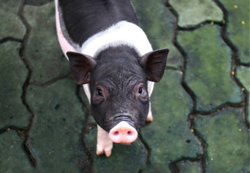 绿豆加猪苦胆治病偏方,养猪治疗猪病的方法