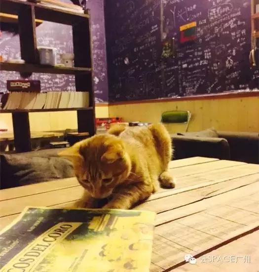 喵星人咖啡厅，治愈你疲惫的心！