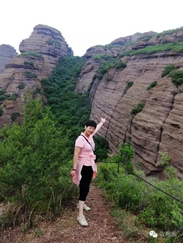 高山上纯天然野生猕猴桃,大山深处纯天然无公害猕猴桃