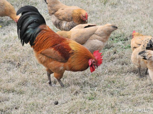 禽流感病毒怎么治疗,鸡病毒病特效药