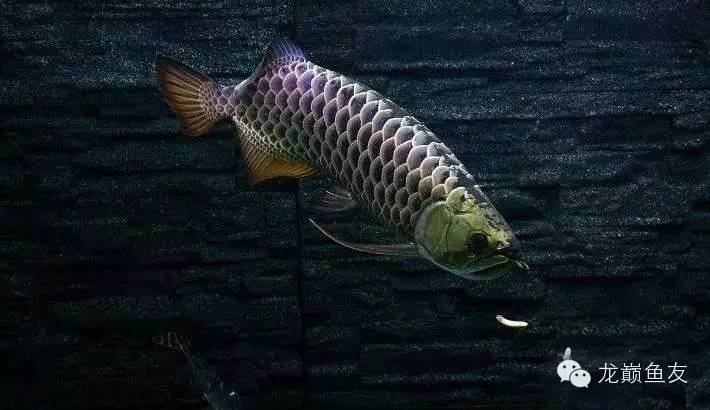 养龙三部曲,你学会了吗?