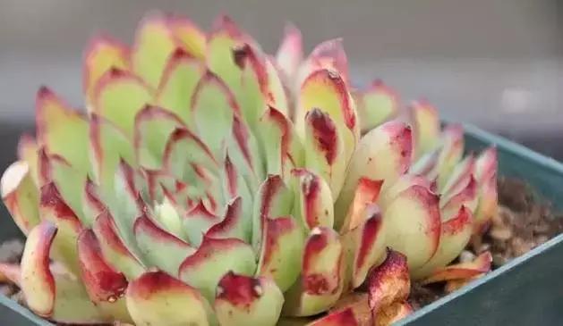 肉肉怎么浇水最好最合适,肉肉浇水最好的方法