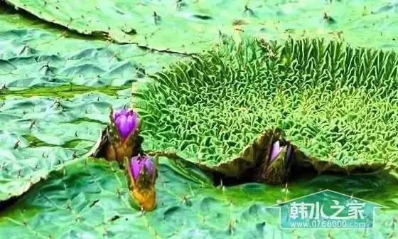 潮州东凤黄厝围村正宗新鲜芡实,潮州东凤芡实是什么品种