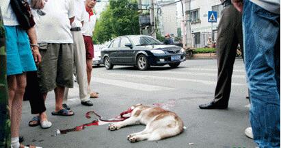 开车就可以这样虐待生命吗？狗狗吐血而亡不痛吗？