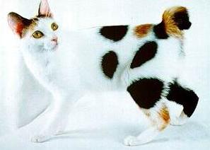 最便宜的宠物猫咪品种图片及价格,哪个品种的猫咪性格最好最温顺