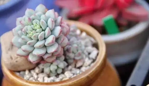 肉肉怎么浇水最好最合适,肉肉浇水最好的方法