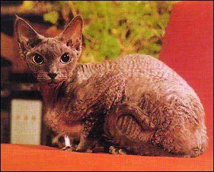 最便宜的宠物猫咪品种图片及价格,哪个品种的猫咪性格最好最温顺