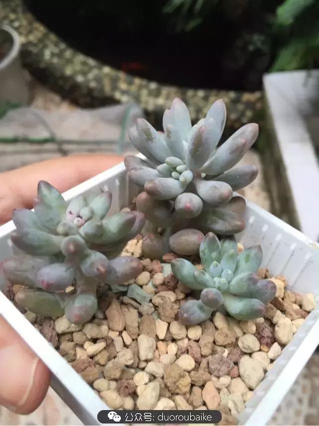 买多肉的3个雷区,某宝买的植物