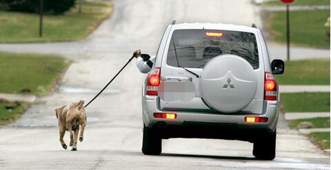 开车就可以这样虐待生命吗？狗狗吐血而亡不痛吗？