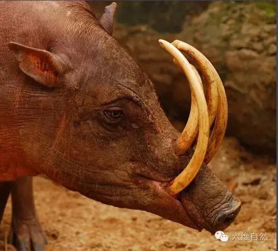 寿命最长的疣猪,见识一下疣猪顽强的生命力