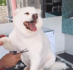 自己在家给泰迪狗狗剪毛,在家给狗狗剪毛需要什么剪刀