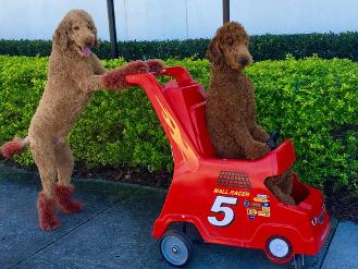 巨贵宾犬多少钱一只,宠物贵宾犬