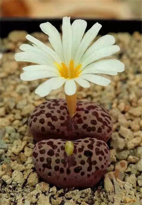 多肉开完花就死,多肉开花后会死掉吗