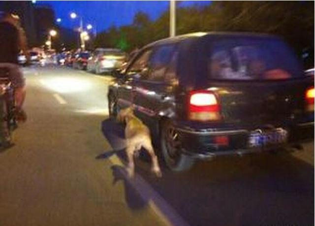 开车就可以这样虐待生命吗？狗狗吐血而亡不痛吗？