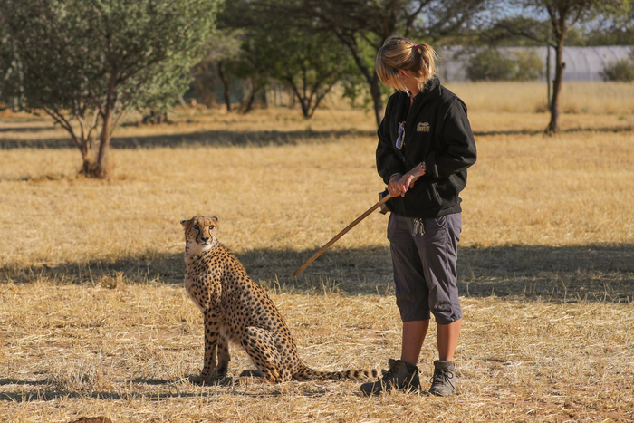 猎豹狂奔与狮子对敌,猎豹奔跑高清震撼视频