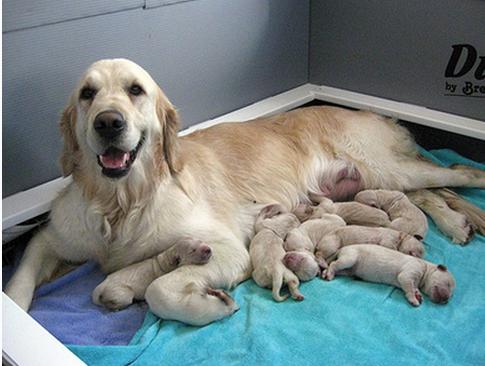 怎么判断狗妈妈怀没怀孕,怎么判断狗妈妈是否生产完了