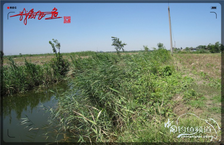 户外野钓小河沟七星鱼,鲫鱼野钓小河沟