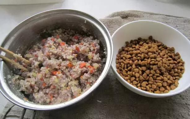 一个月的狗除了狗粮还能吃什么,不到一年的狗吃什么狗粮