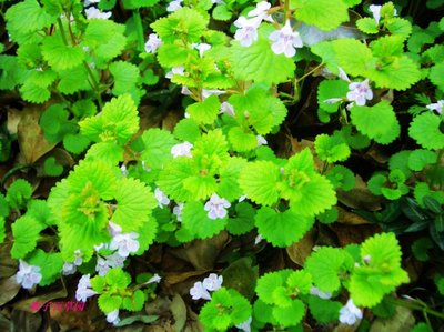 大叶活血丹 (乡间常见的植物活血丹)