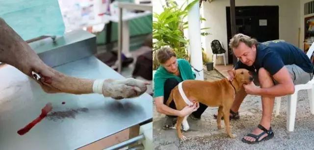 狗狗骨折怎么减轻痛苦,狗狗骨折最佳治疗方法