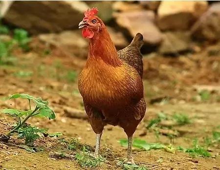 凭什么他的鸡这么受欢迎?给小编来一打!