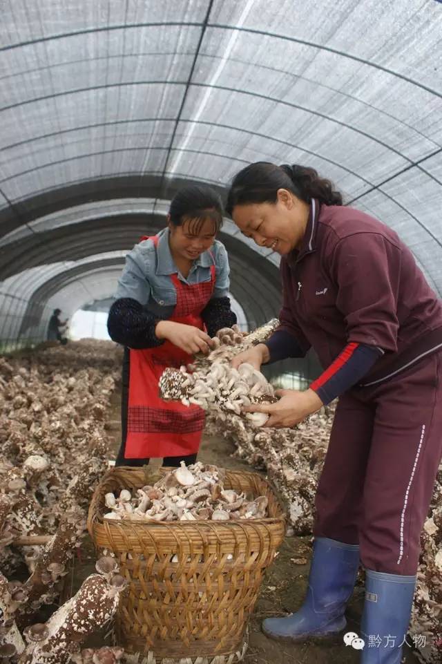 贵州三宝简介,贵州三宝来历