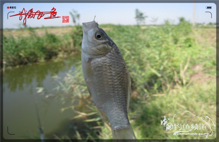 户外野钓小河沟七星鱼,鲫鱼野钓小河沟