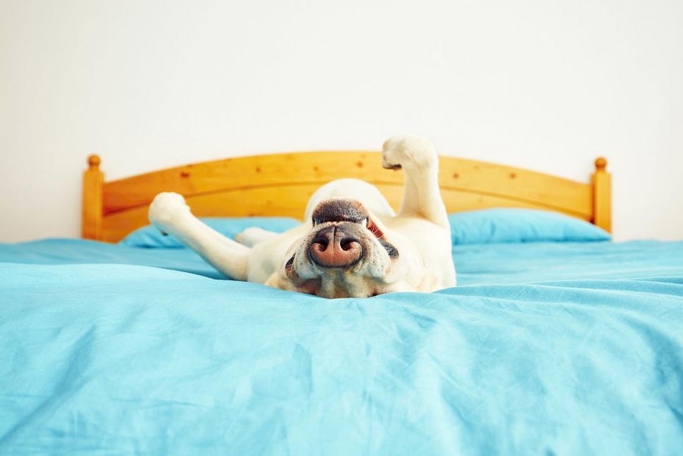 狗狗会来姨妈会生小狗吗,狗狗年龄大了会绝经吗