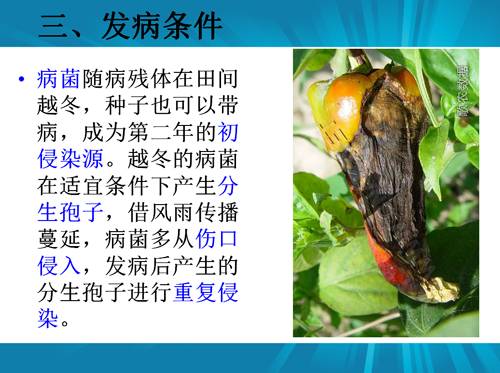 防治朝天椒炭疽病,辣椒炭疽病属于真菌还是细菌