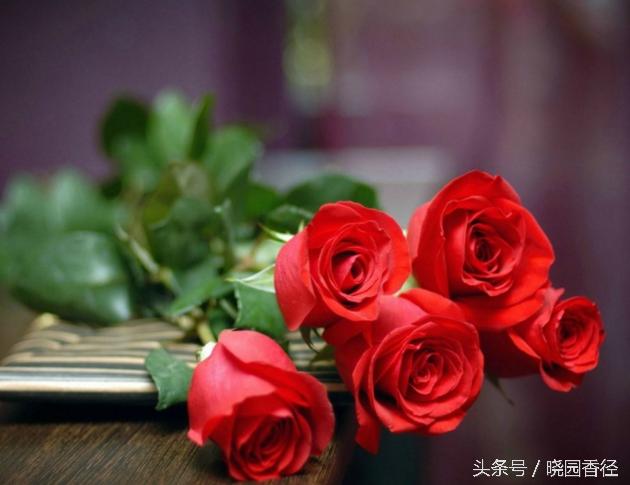 你知道七夕的意义吗,七夕节最好看的玫瑰花