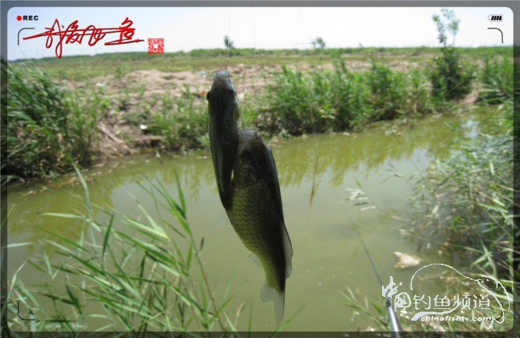 户外野钓小河沟七星鱼,鲫鱼野钓小河沟