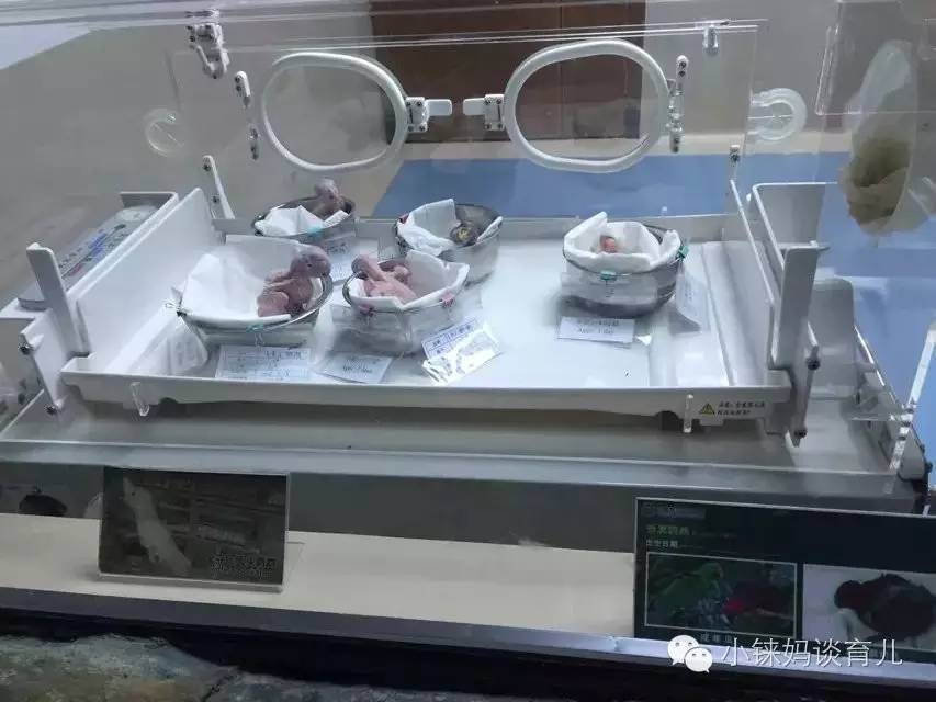 长隆野生动物园攻略亲子游三天,从广州长隆到珠海长隆亲子游攻略