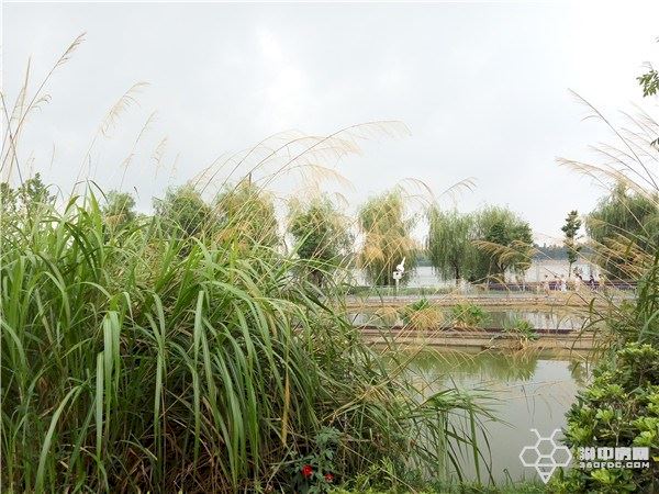 纯水岸东湖解读,武汉东湖纯水岸房价