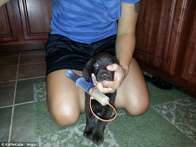 鐘笂鑵鎵嬫湳,涓婇瑁傜殑鐙楃嫍涓嶅仛鎵嬫湳鑳藉瓨娲诲悧