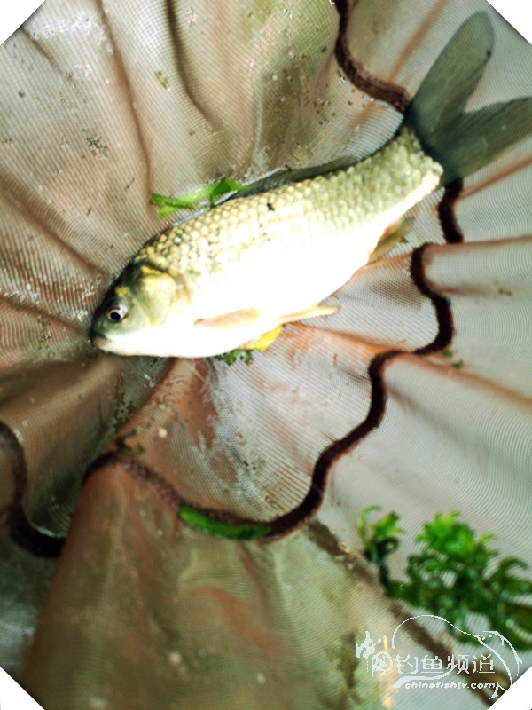 早起的鸟儿有虫吃动画,早起的鸟儿有虫吃故事