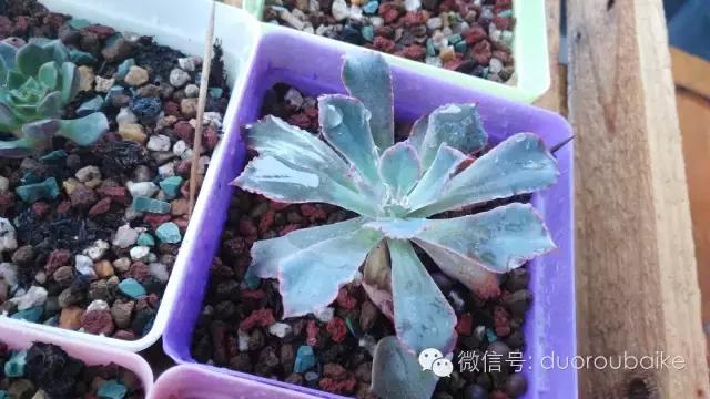 多肉挡雨遮阳布,伸缩挡雨架多肉